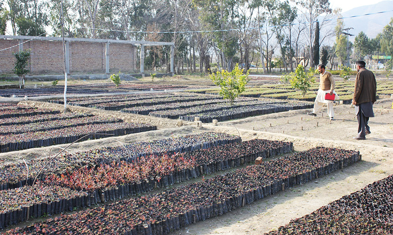 Chir Pine and Kachnar saplings ready for plantation at a nursery. &mdash;File photo