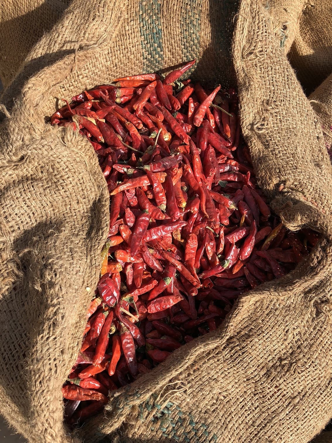 Chilli production has plummeted because of a lack of water for irrigation.