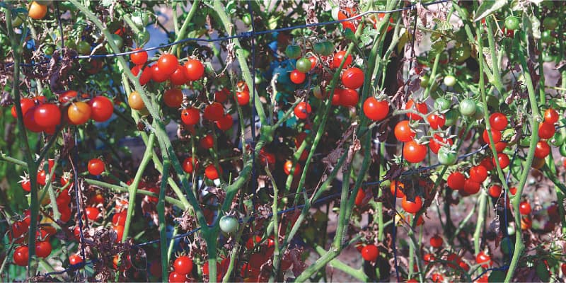 An abundance of cherry tomatoes| Photos by the writer