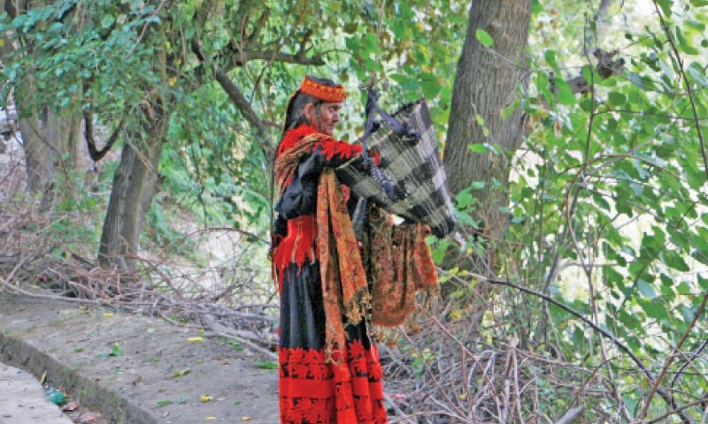 A Kalash woman picks grapes in Birir valley. — Dawn A Kalash woman picks grapes in Birir valley. — Dawn
