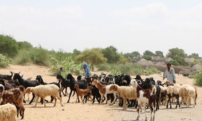 This file photo shows livestock in Thar.