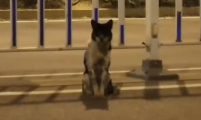 کتے نے لگاتار 80 دن تک ایک ہی مقام پر روزانہ اپنے مالک کا انتظار کیا&mdash; اسکرین شاٹ