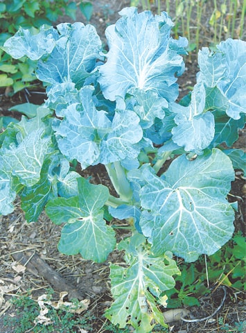 Purple sprouting broccoli