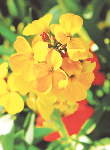 Golden wallflower | Photos by the writer