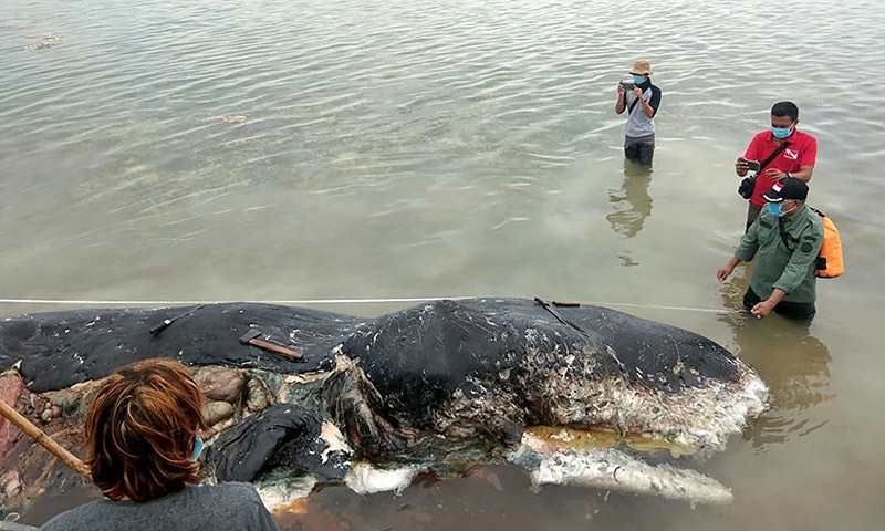 Graphic content / This picture taken on November 19, 2018 shows a dead sperm whale that washed ashore that had nearly six kilograms (13.2 lbs) of plastic waste in its stomach, in Wakatobi National Park in Sulawesi province. &mdash; AFP