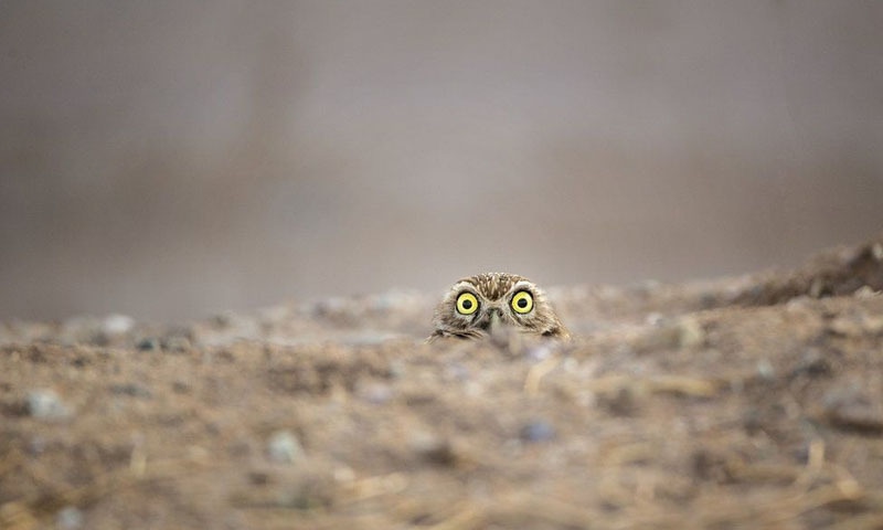 شین کینا نامی فوٹو گرافر نے اس تصویر پر کریچرز آف دی ایئر پرائز حاصل کیا