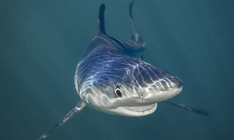 تانیا ہوپرمین نے انڈر دی سی زمرے میں اس تصویر کے لیے انعام حاصل کیا