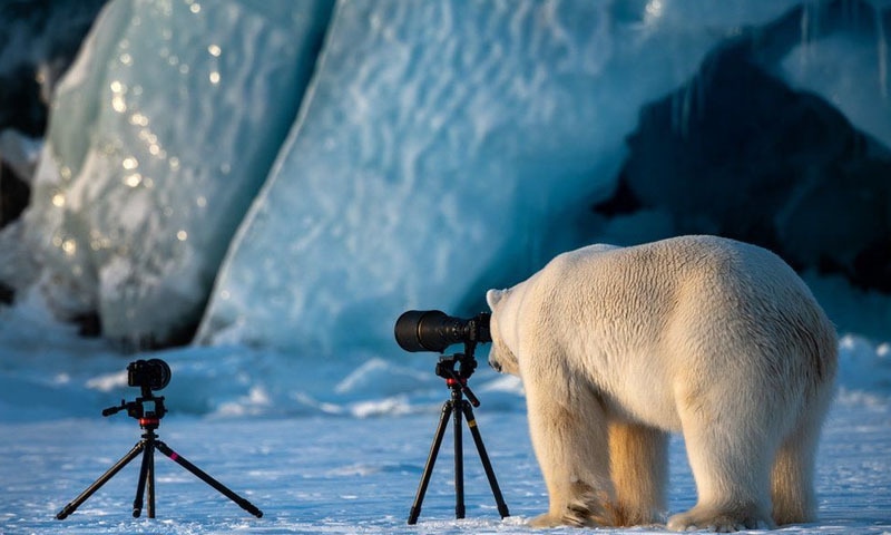 سوالبارد میں بھالو فوٹوگرافی کرتے ہوئے پایا گیا