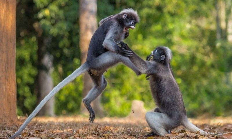 تھائی لینڈ کے ایک پارک میں جھگڑا کرتے بندروں کی تصویر بھی تعریف کے قابل رہی