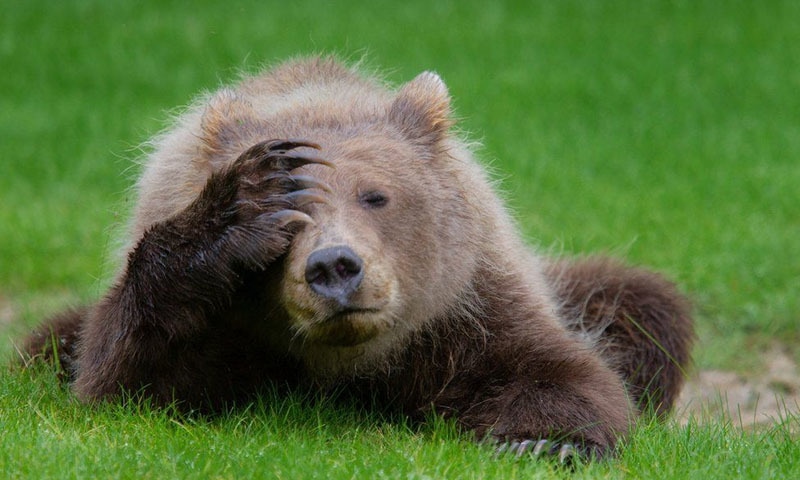 الاسکا میں فوٹوگرافر نے اس بھالو کو پریشان کردیا