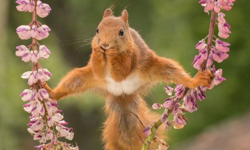 سویڈن میں کرتب دکھاتی گلہری کی تصویر کو بھی پسند کیا گیا