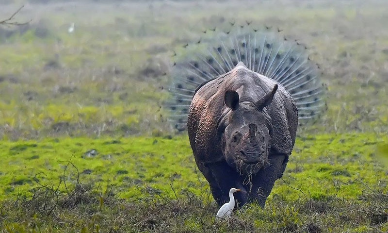 بھارت کے ایک پارک میں لی گئی اس تصویر پر کالل مکھرجی نامی فوٹوگرافر کو انعام ملا