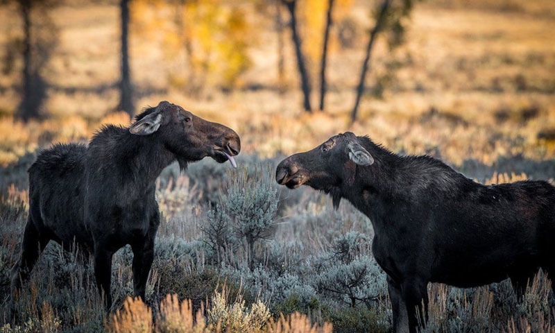 امریکا میں یہ جانور ایک دوسرے کو پریشان کرتے نظر آئے