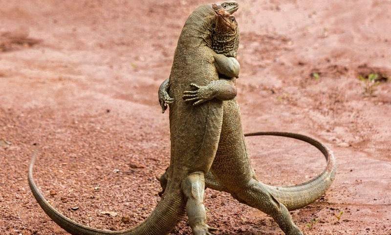 سری لنکا میں چھپکلیوں کے گلے ملتی تصویر کو سراہا گیا