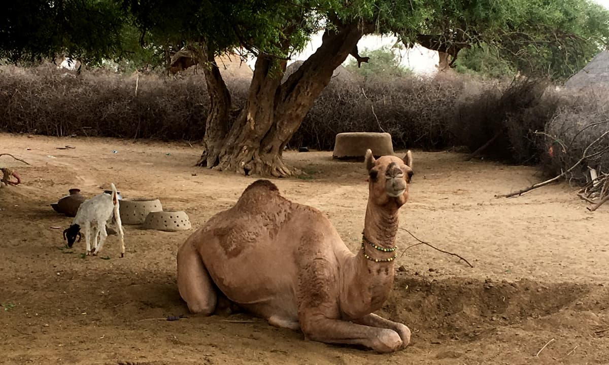 Sawaey Kohli village in Chachro taluka of Thar district | Moosa Kaleem