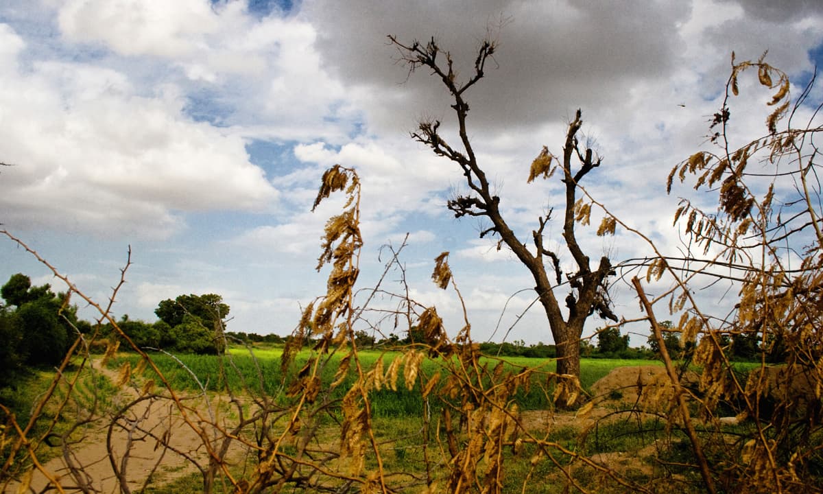 Fields of Nagarparkar | Essa Malik, White Star