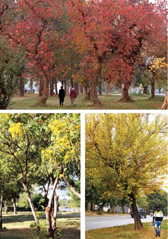 Autumn is just as beautiful in Islamabad where greenbelts boast luscious grass and trees dressed in red, yellow, orange and golden leaves. &mdash; Photos by Ishaque Chaudhry & Mohammad Asim