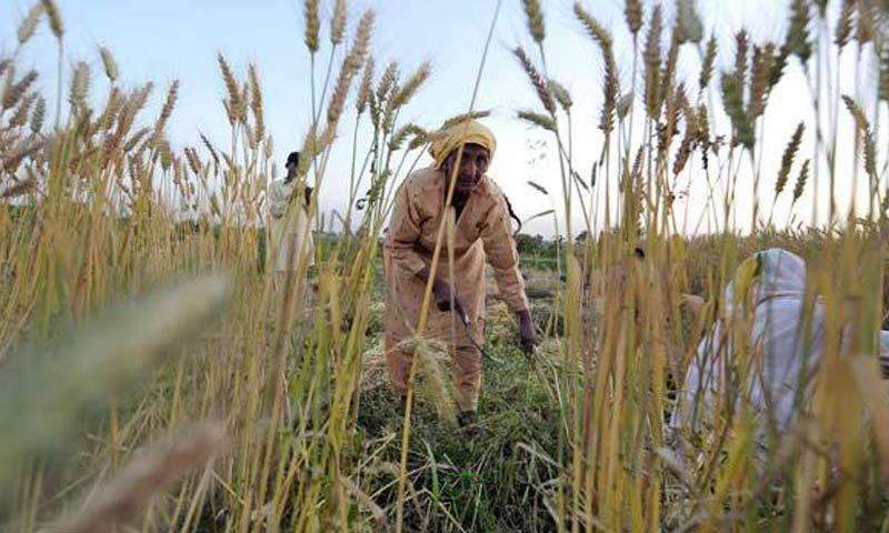 The latest agriculture technology is the need of the hour to enhance per acre yield in the country, says Punjab minister. ─ File photo