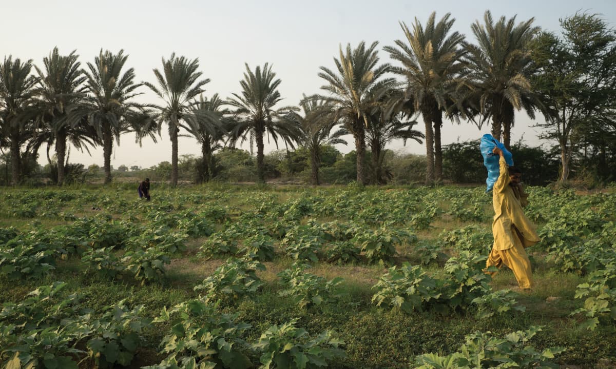 Eggplants at an inorganic farm in Karachi