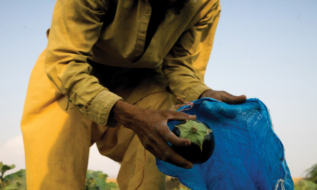 An inorganic eggplant being plucked