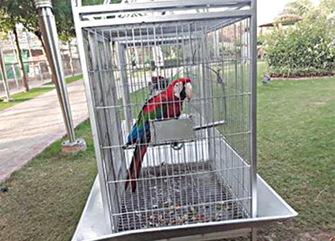 A macaw is kept in a small cage in The Eye View Park Zoo in Rawalpindi