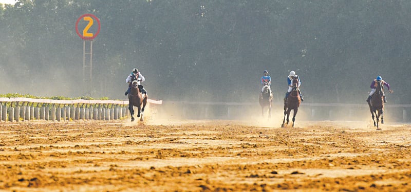 KARACHI: The quartet of horses vying for honours in The Quaid-i-Azam Gold Cup at the Karachi Racecourse on Sunday.—Tahir Jamal/White Star