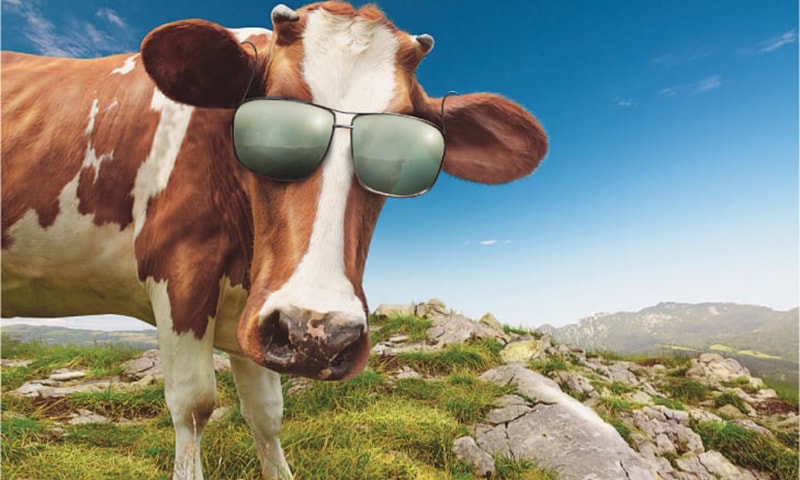 ایک بیوی کی سرگزشت، جس کا شوہر اپنے دیرینہ خواب کی تکمیل کے لیے اپنی ملازمت چھوڑ کر کھیتی باڑی کرنے کا فیصلہ کرتا ہے۔