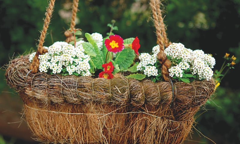 A coir, or coconut fibre, hanging basket | Photos by the writer