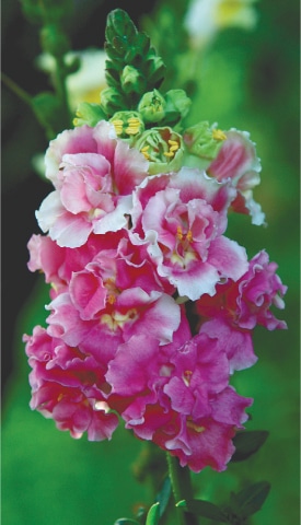 Double antirrhinum