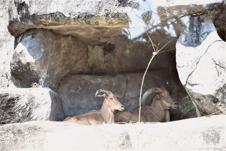 Rest time for some mountain goats