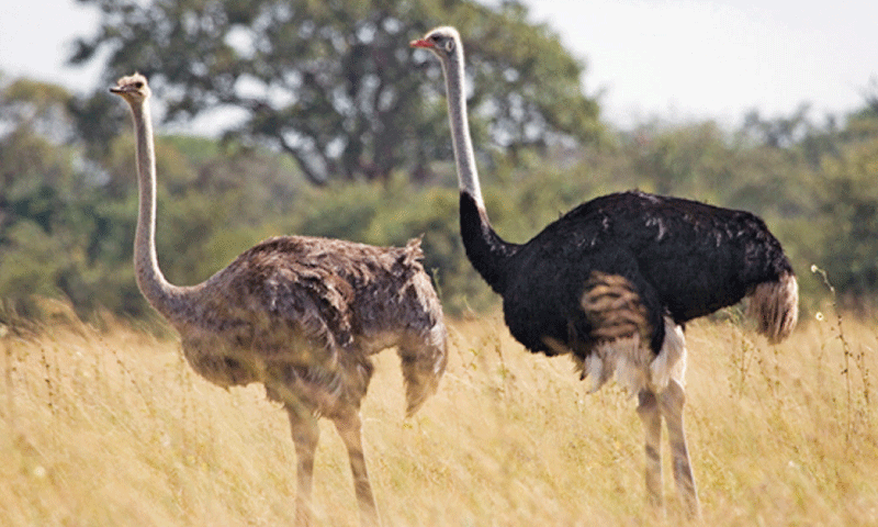 Ostrich not defined as protected bird under provincial wildlife laws so its farming is allowed, PA told. ─ File photo