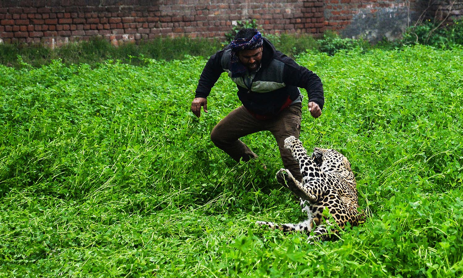 A leopard attacks an Indian man in Lamba Pind area in Jalandhar on January 31, 2019. ─ AFP