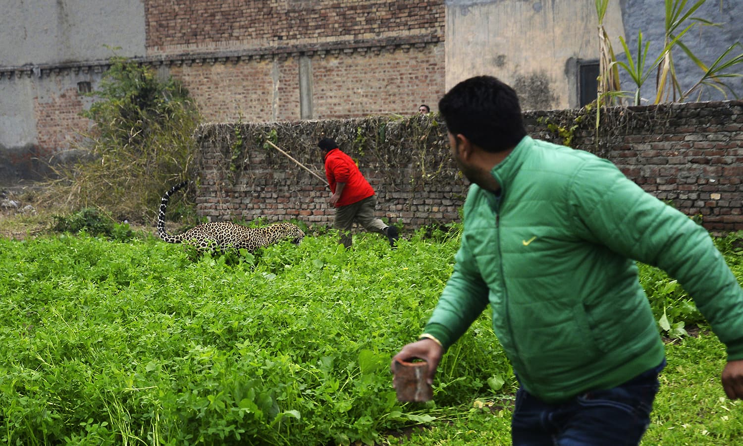 A leopard chases a man armed with a stick at a residential area in Jalandhar. ─ AP