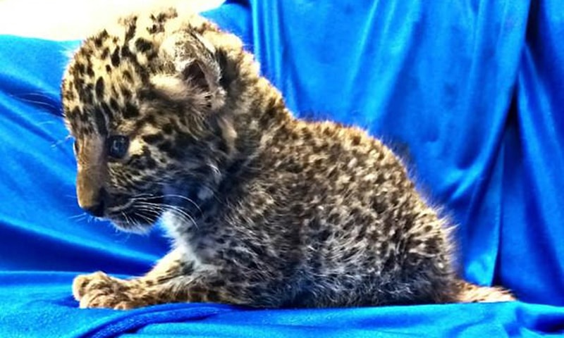The cub, weighing just over one kilogram, is found in a plastic grocery basket.— AFP The cub, weighing just over one kilogram, is found in a plastic grocery basket.— AFP
