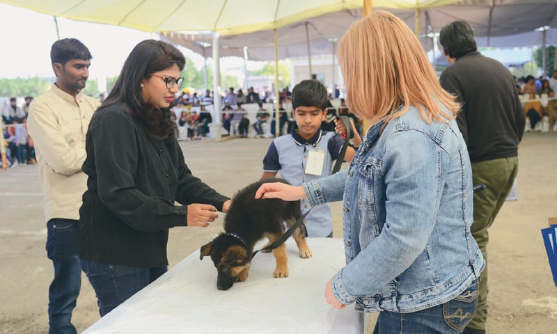 A dog is being inspected at the show on Sunday.—White Star