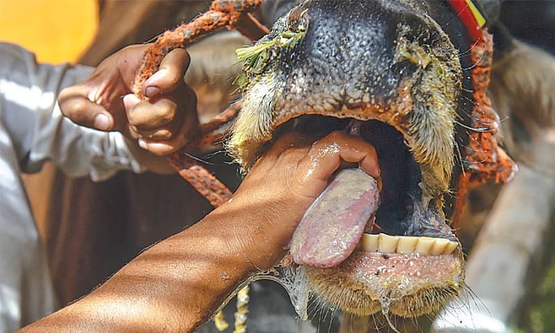 Blisters cover the tongue of a buffalo infected by FMD.—White Star