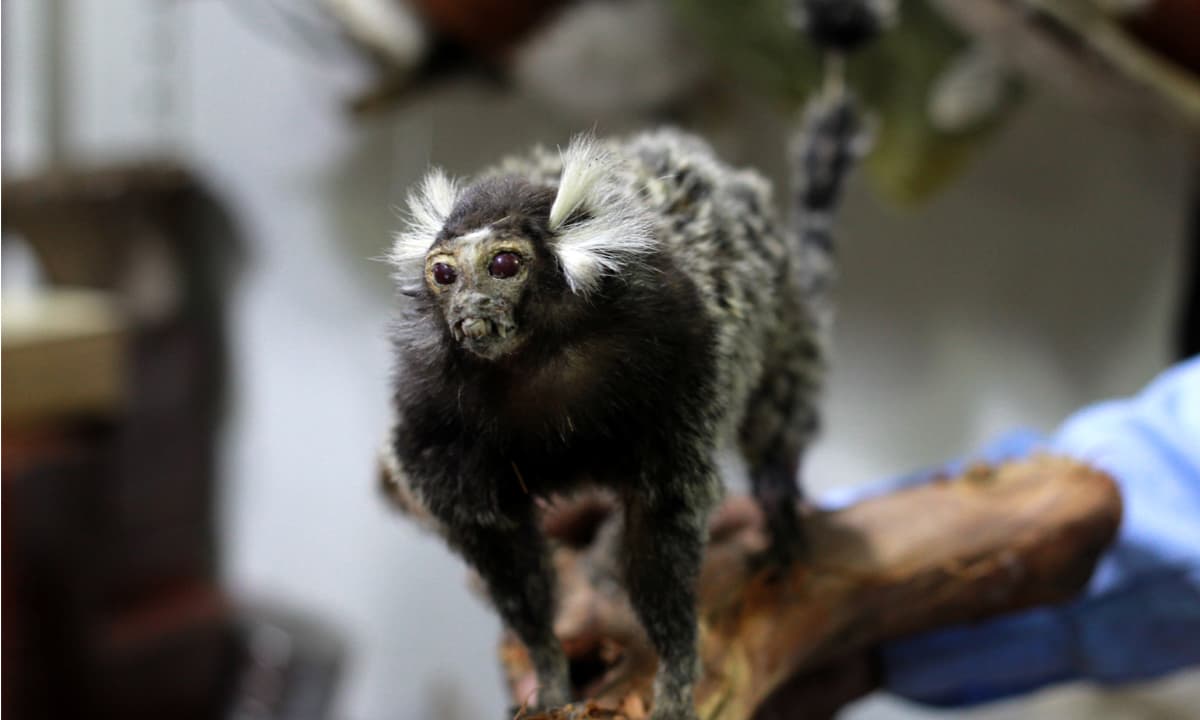 A marmoset displayed in Muhammad Chaman’s shop