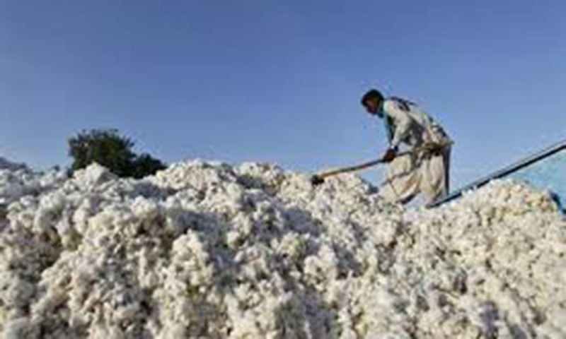 Spinners face cotton shortage as there is no hope of importing cotton from India.— Reuters/File Spinners face cotton shortage as there is no hope of importing cotton from India.— Reuters/File