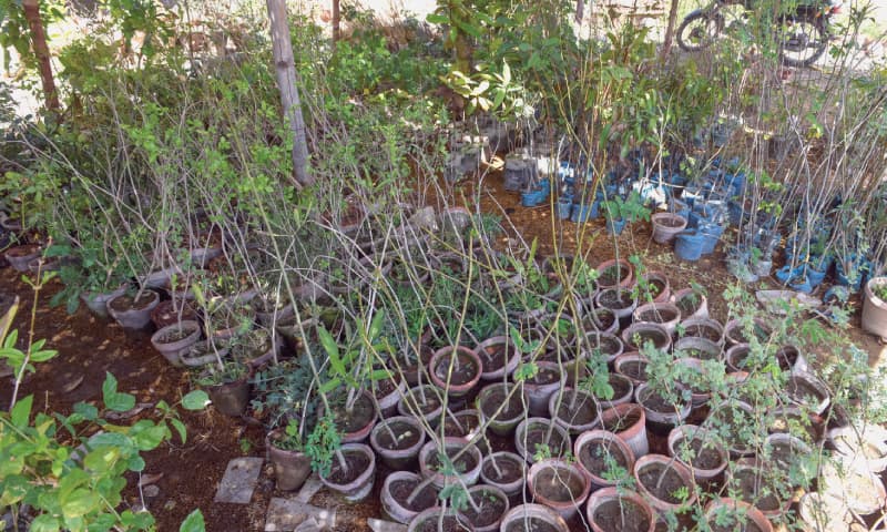 Many native species ready for planting. / Photos by Fahim Siddiqi / White Star