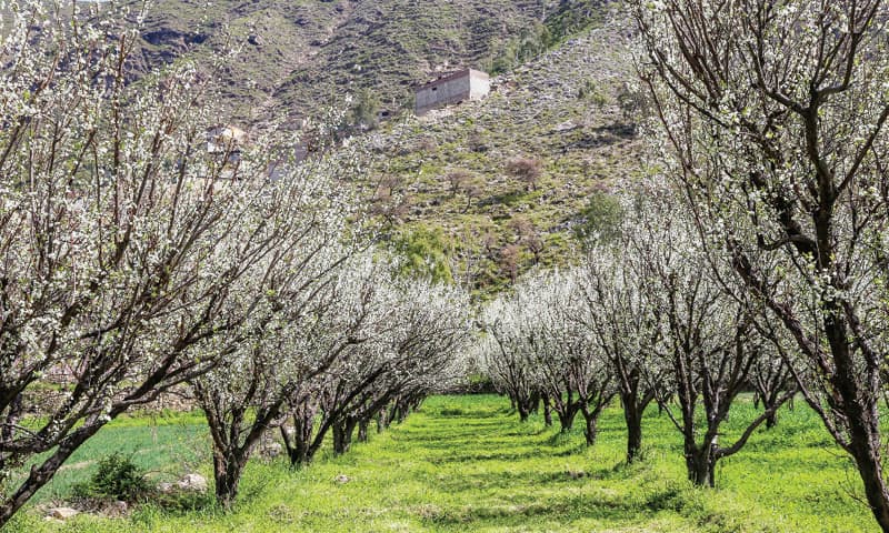 Stunning view of spring flowers in Swat valley. &mdash; Dawn