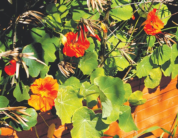 Nasturtium