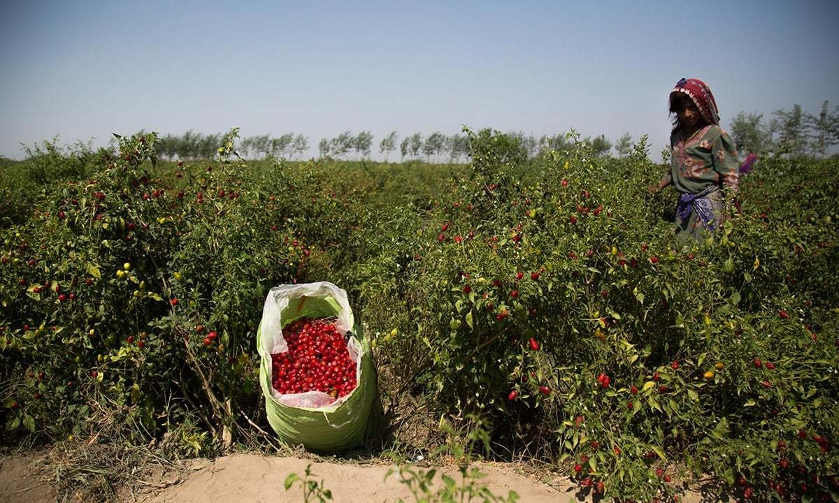 A young girl plucking chillies in a field | Danial Shah