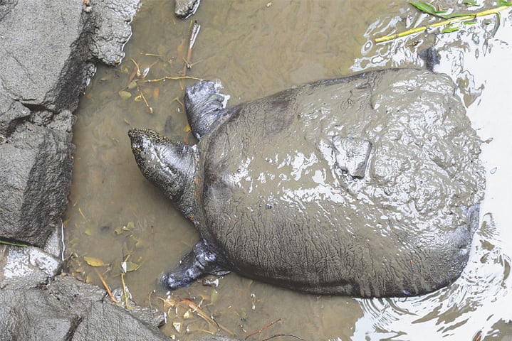 This May 6, 2015, file photo shows a female Yangtze giant softshell turtle at a zoo in China’s eastern Jiangsu province.—AFP