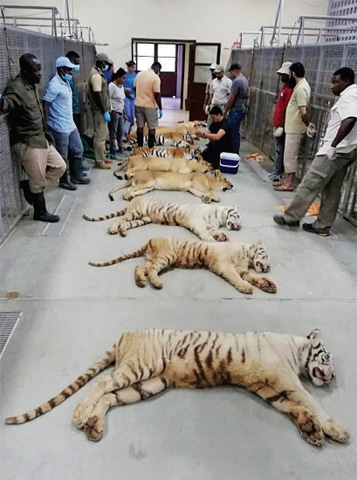 Some of the tigers and lions gifted by the UAE to Pakistan.