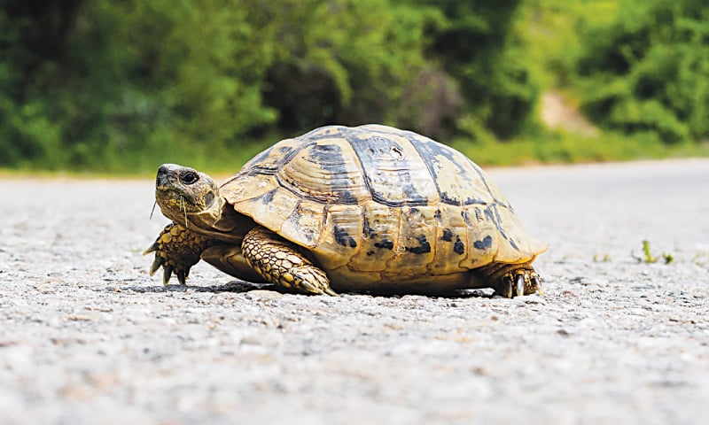 The slow-moving turtle doesn’t ‘make waste in haste’