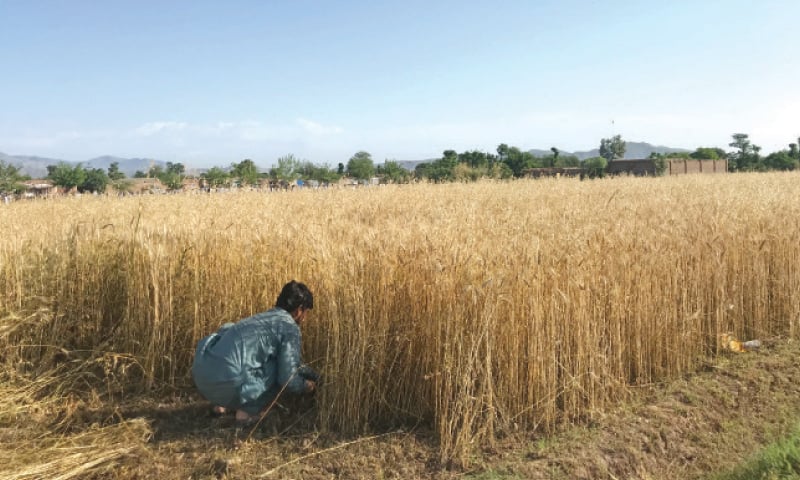 A grower harvests wheat in Speen Qabar Sipah area of Bara. — Dawn A grower harvests wheat in Speen Qabar Sipah area of Bara. — Dawn