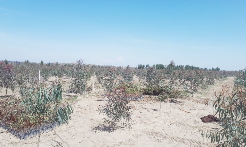 Fast-growing eucalyptus plants can be seen on forest reserve land near Dullah village. The other picture shows students planting eucalyptus saplings. — Dawn