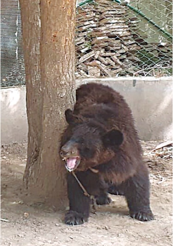 The rescued bear in the wildlife department office.