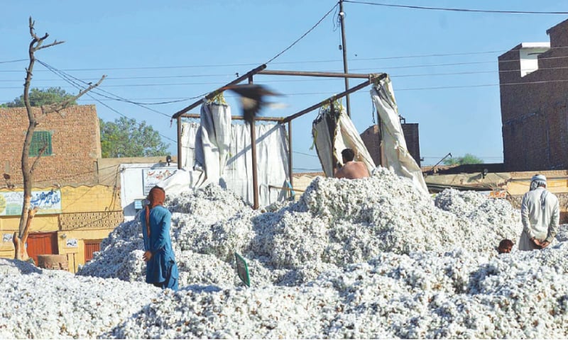 SARGODHA: Labourers clean cotton stocks in this file photo. SARGODHA: Labourers clean cotton stocks in this file photo.