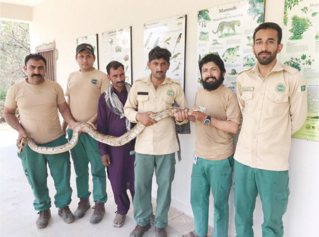 Islamabad Wildlife Management Board officials hold the Indian rock python. &mdash; Dawn